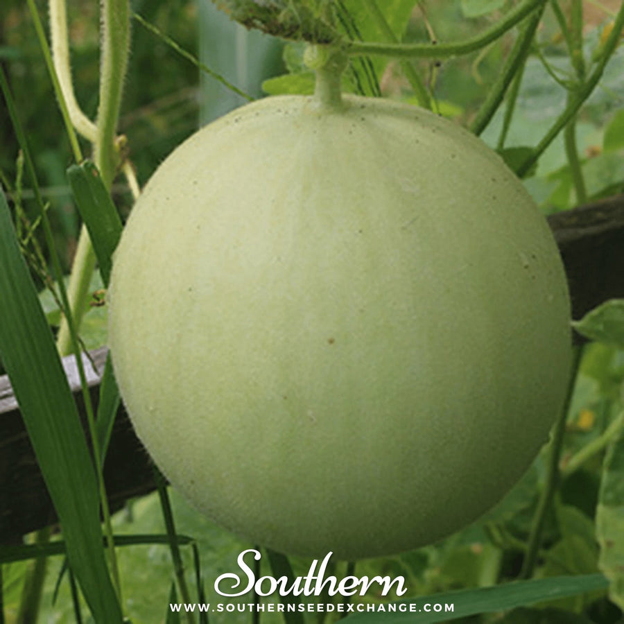 Green Flesh Honeydew Melon – 20 Seeds