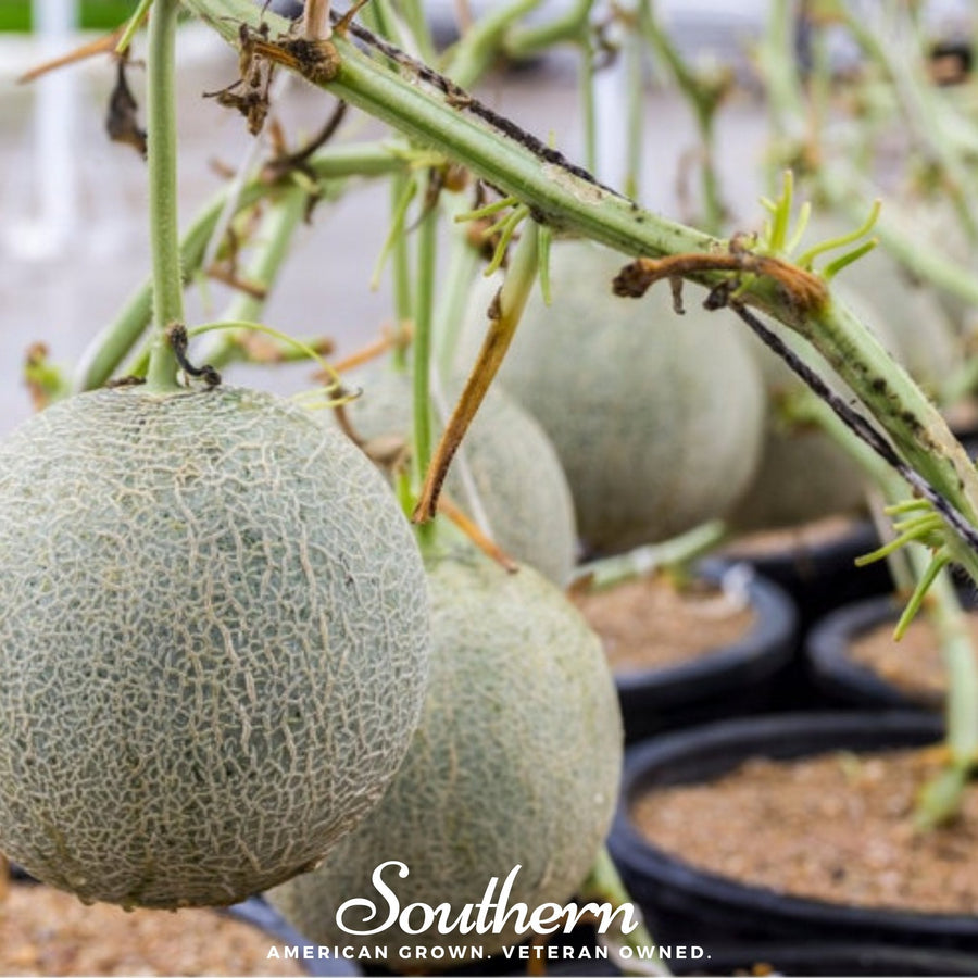 Planter’s Jumbo Melon
