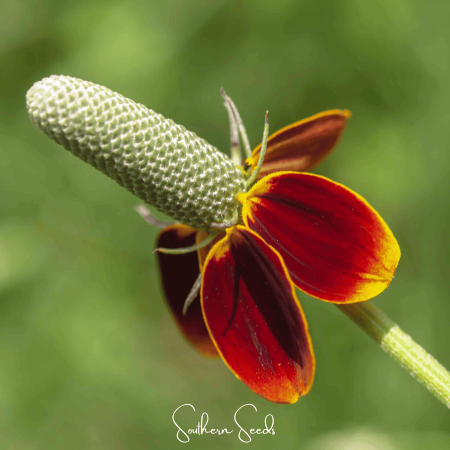 Mexican Hat – 100 Seeds