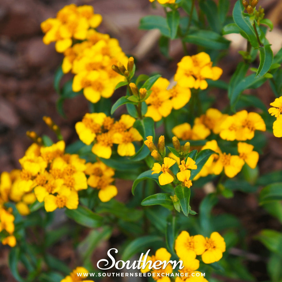 Mexican Mint, Mexican Tarragon – 50 Seeds