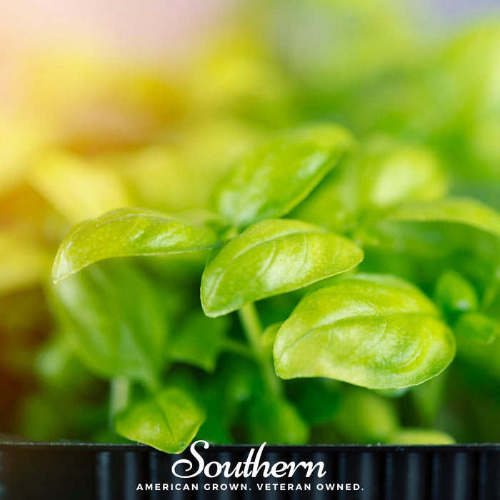 Basil Genovese Microgreen