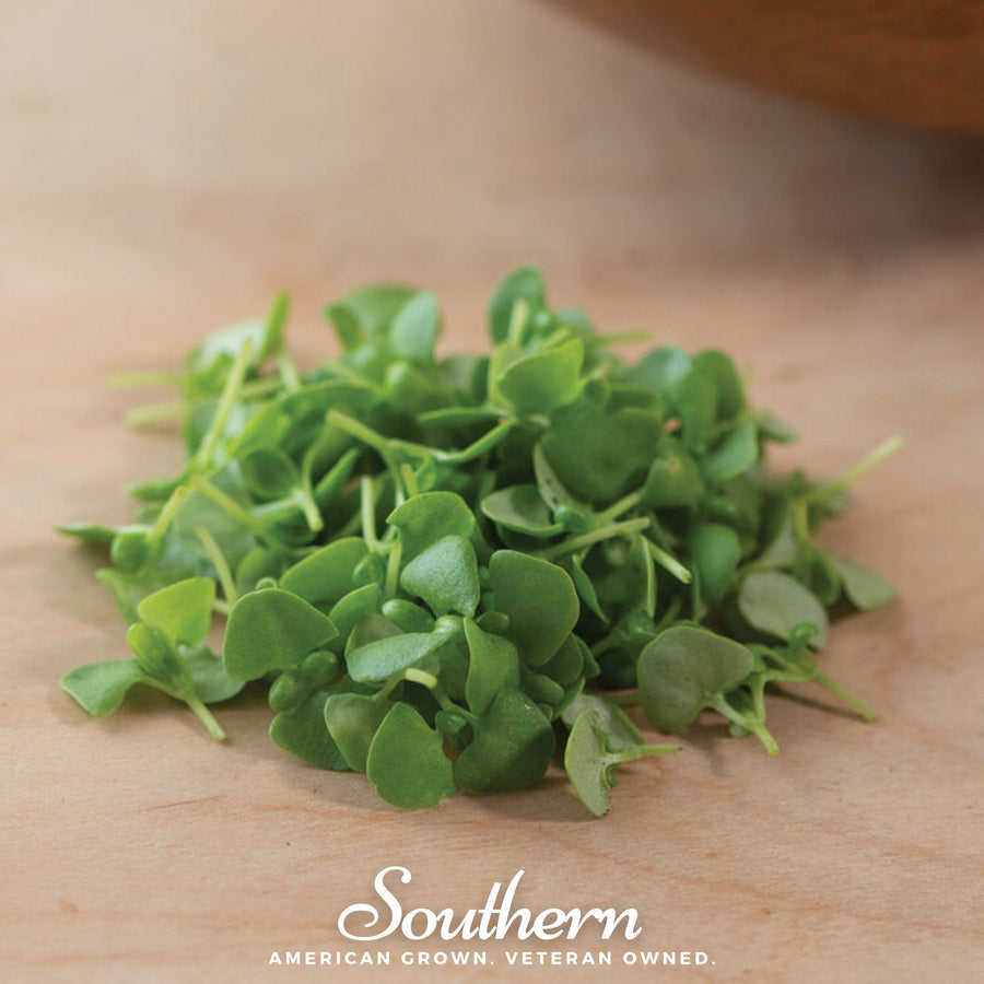 Basil Genovese Microgreen