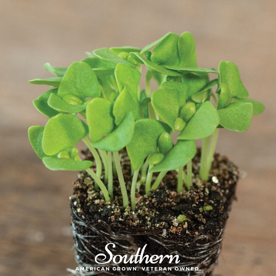 Basil Genovese Microgreen