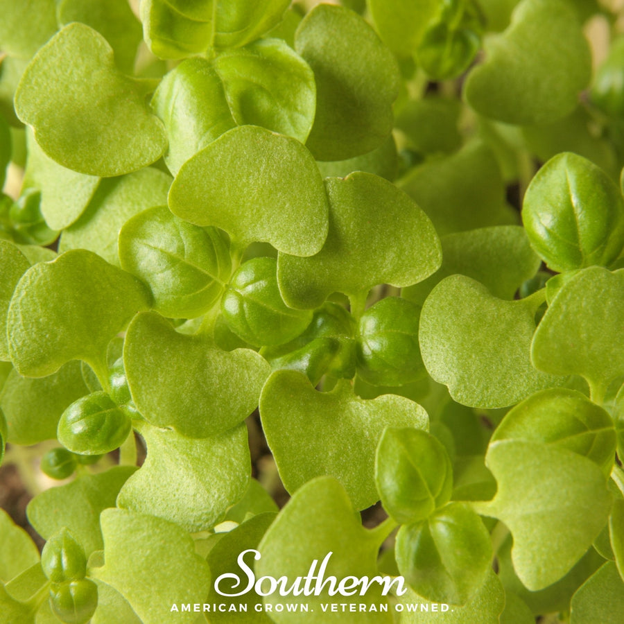 Basil Genovese Microgreen