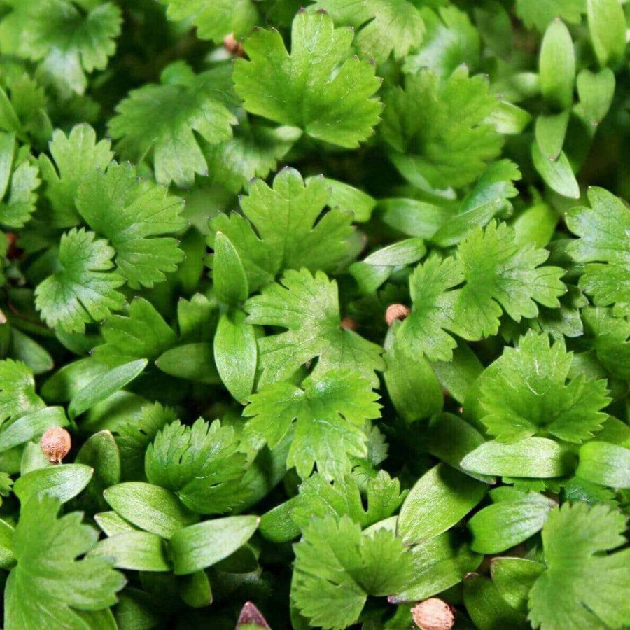 Cilantro Microgreens