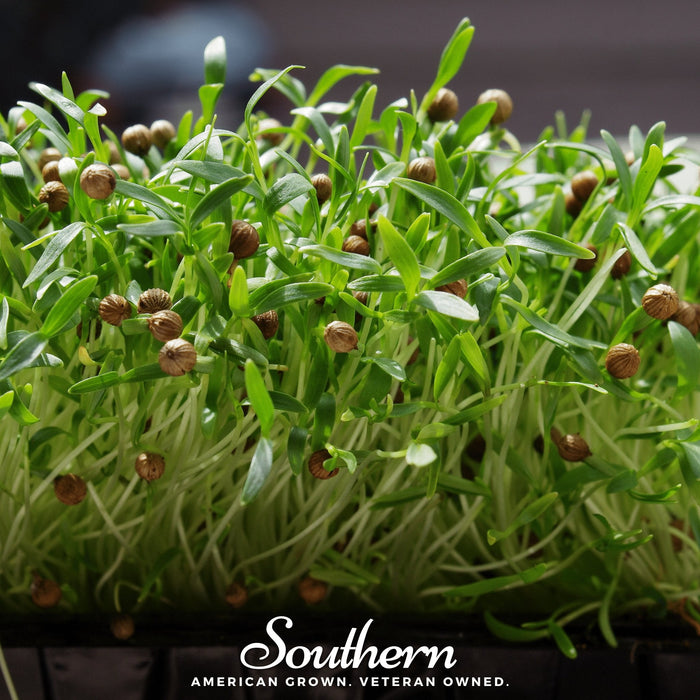 Cilantro Microgreens