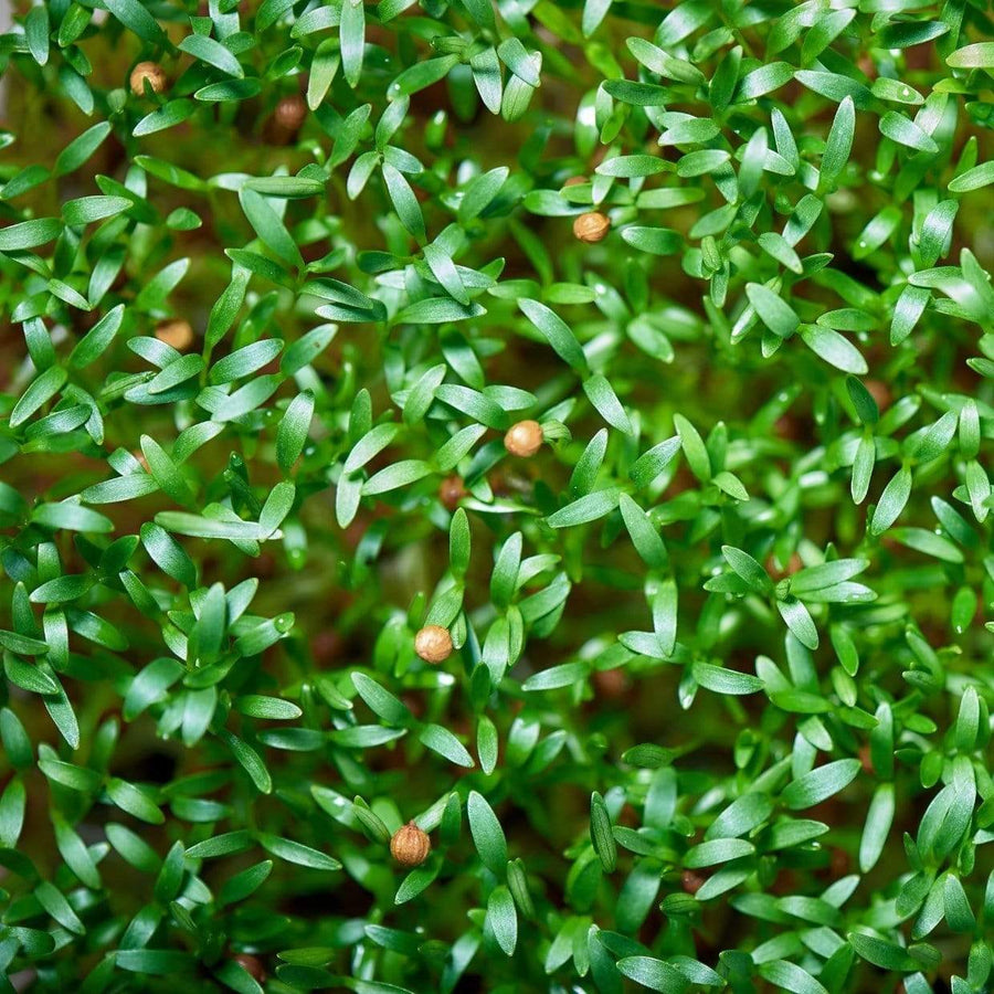 Cilantro Microgreens