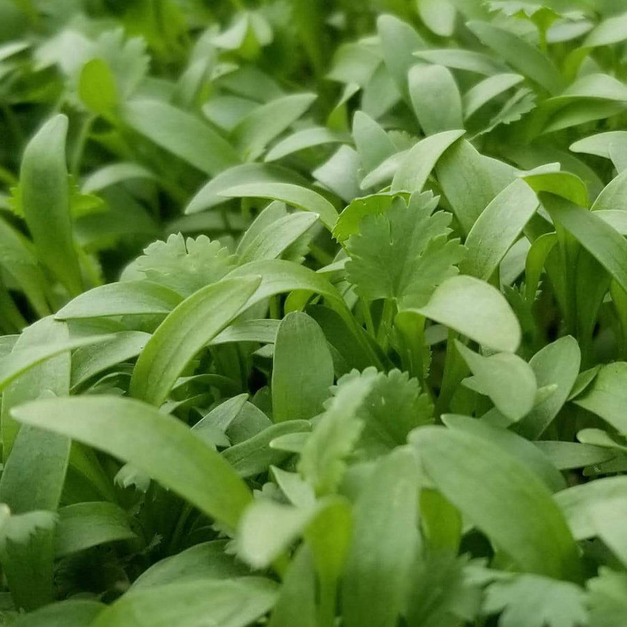 Cilantro Microgreens