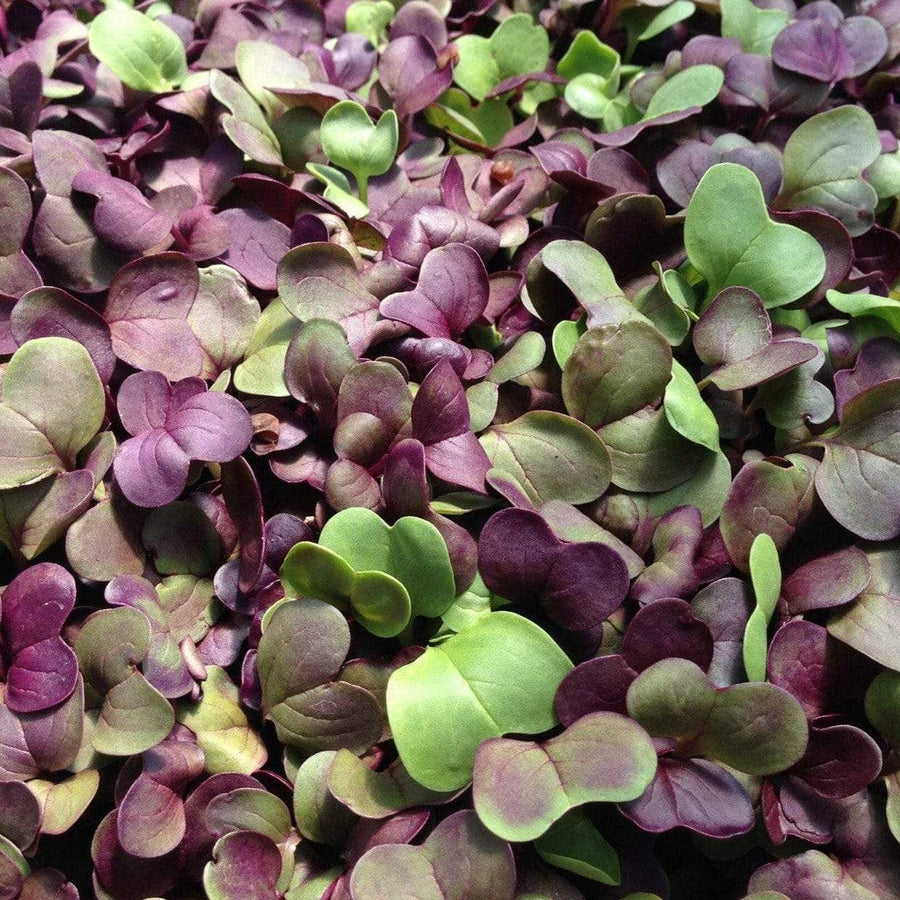 Confetti Radish Microgreen