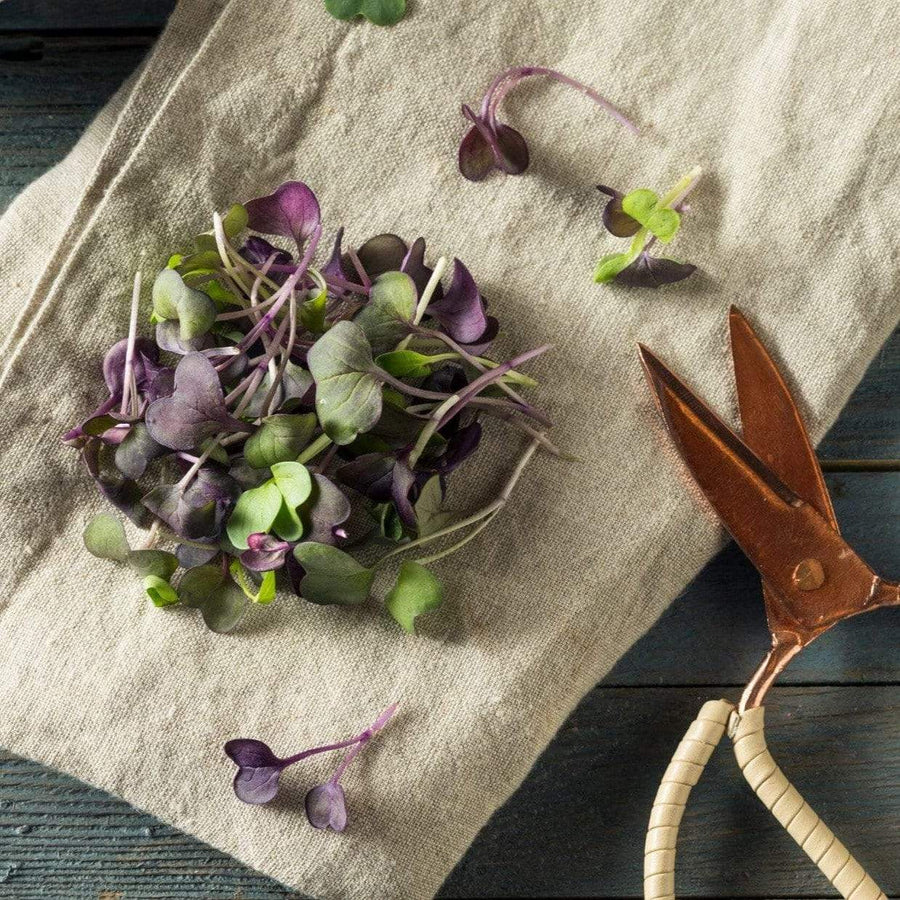 Confetti Radish Microgreen