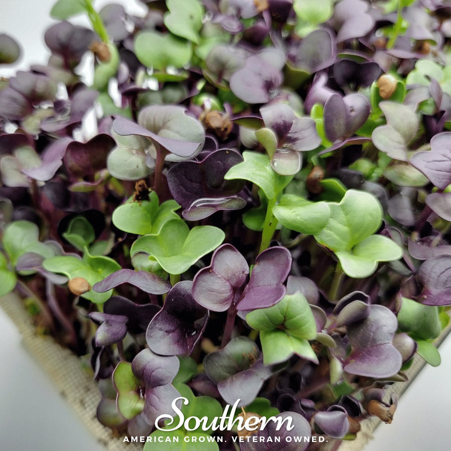 Confetti Radish Microgreen