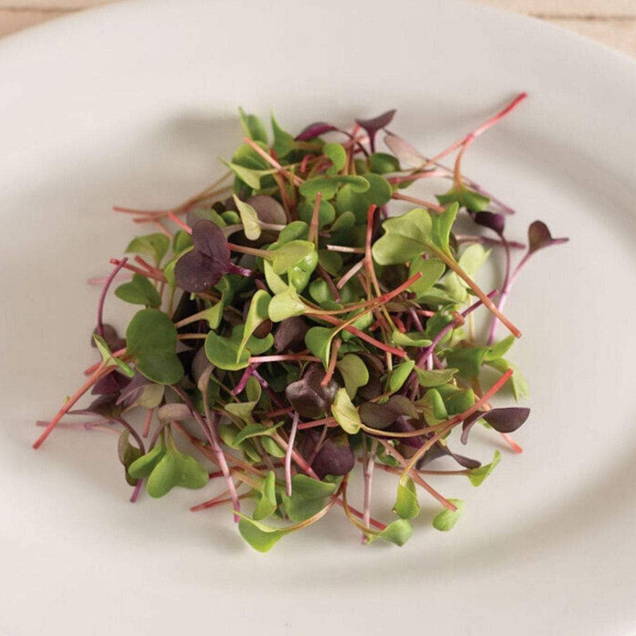 Confetti Radish Microgreen