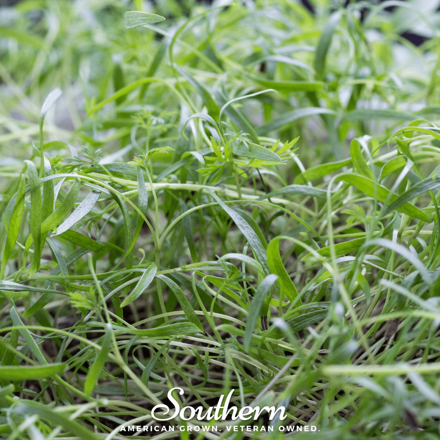 Dill Microgreen