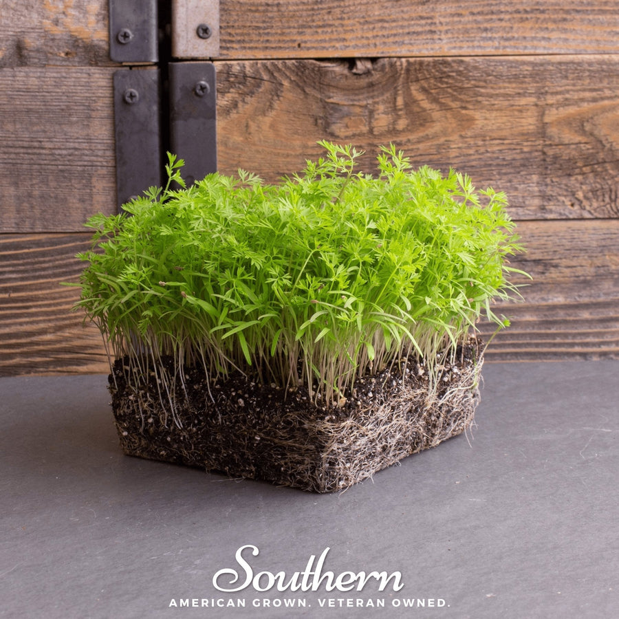Dill Microgreen