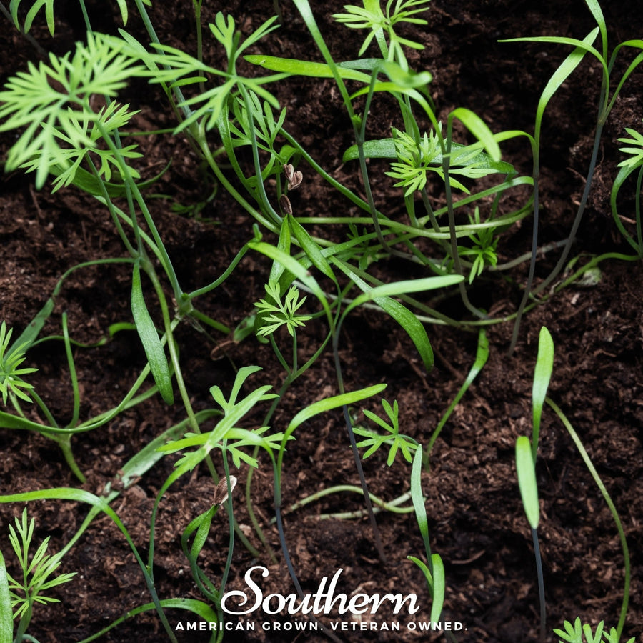 Dill Microgreen