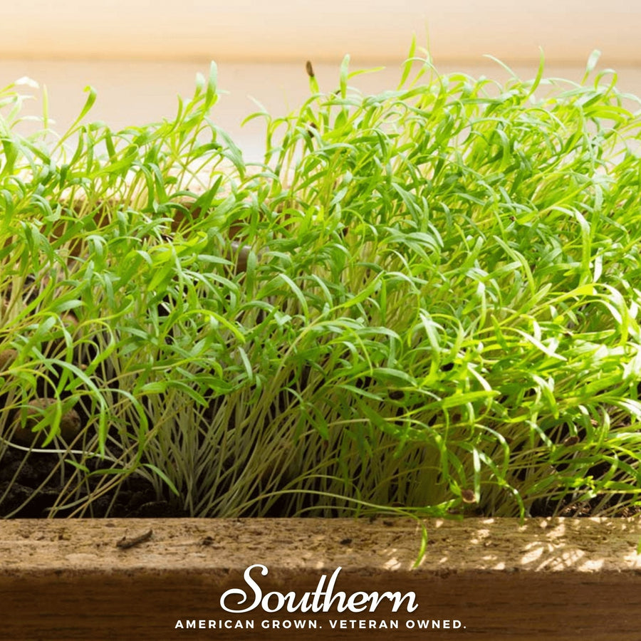 Dill Microgreen