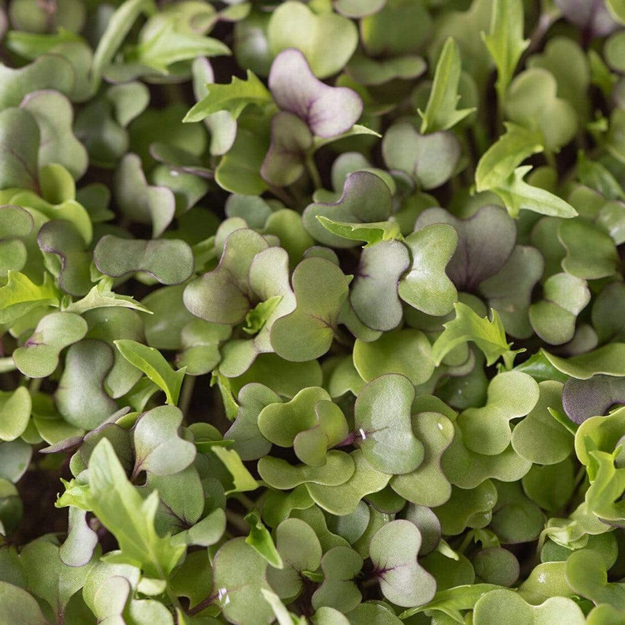 Southern Mild Microgreen Mix