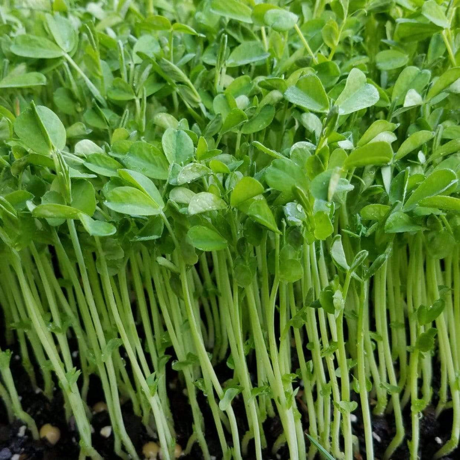 Speckled Pea Microgreens