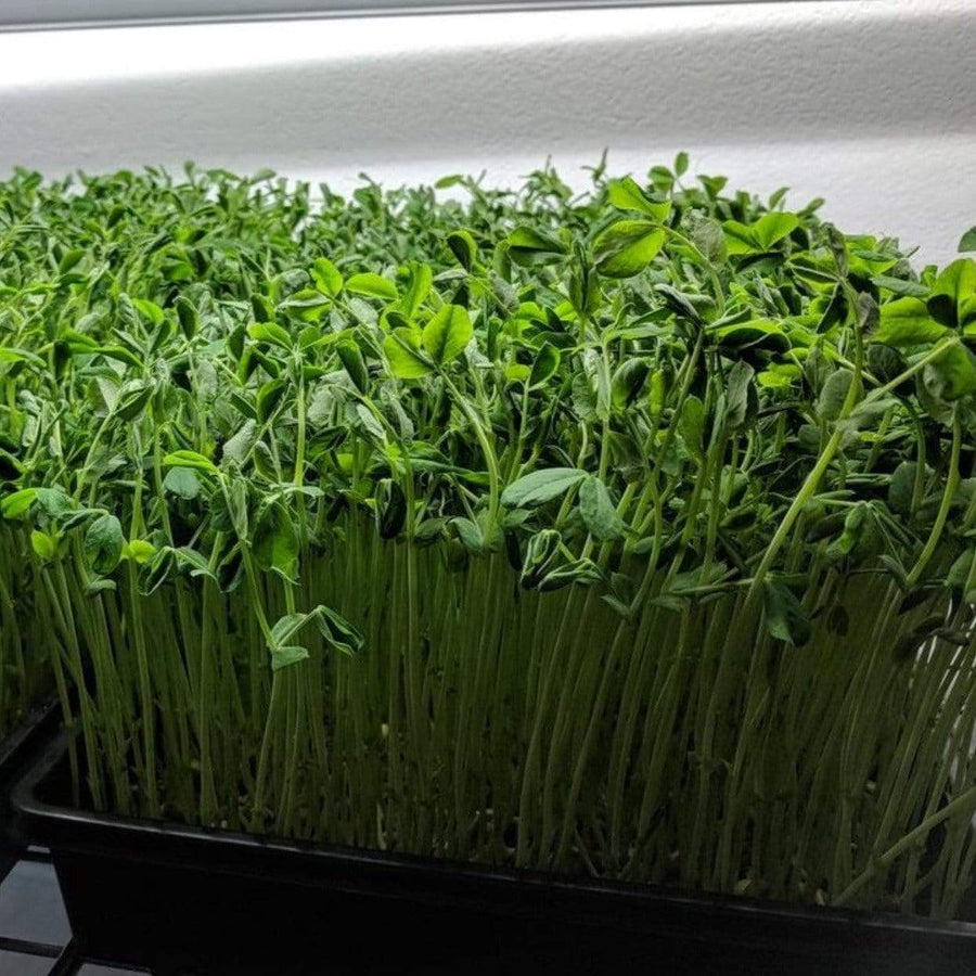 Speckled Pea Microgreens