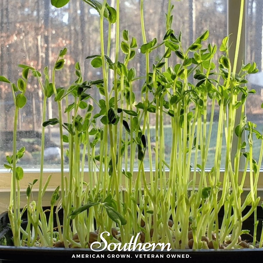 Speckled Pea Microgreens