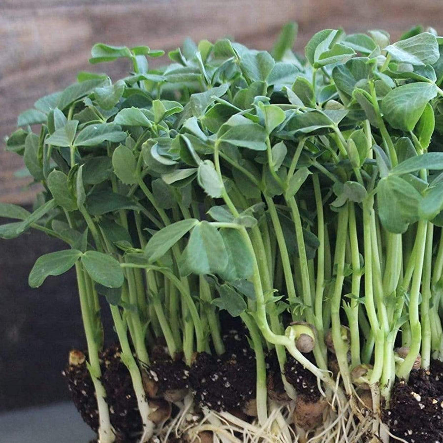 Speckled Pea Microgreens