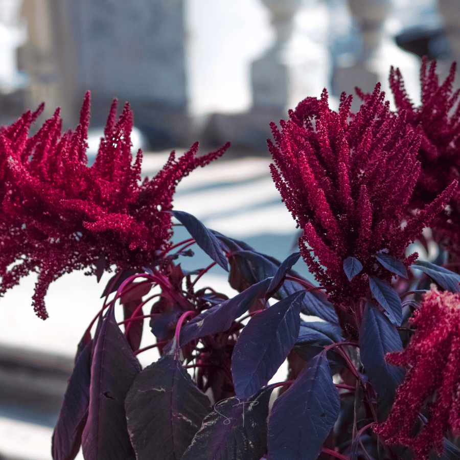 Midnight Red Amaranth