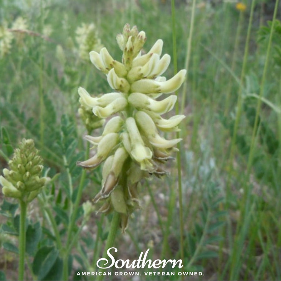 Canadian Milk Vetch