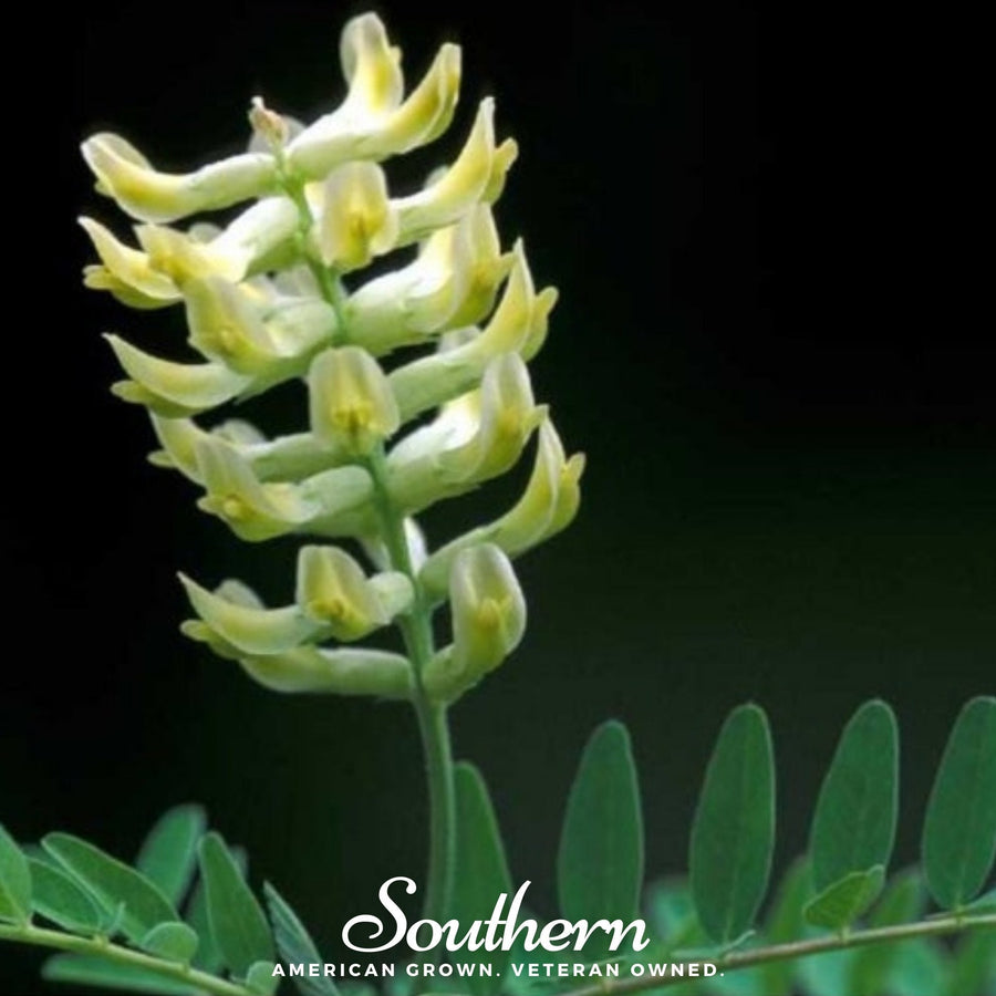 Canadian Milk Vetch