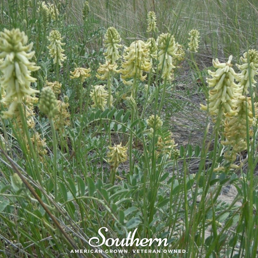 Canadian Milk Vetch