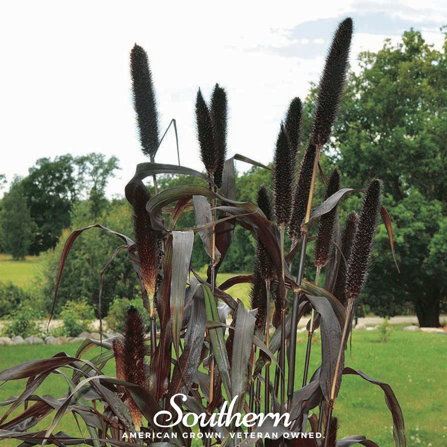 Purple Majesty Millet