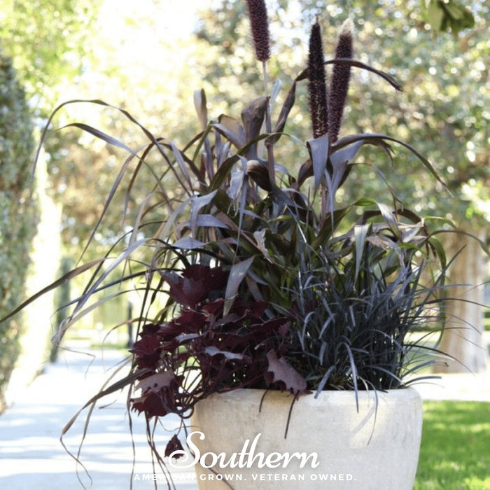 Purple Majesty Millet
