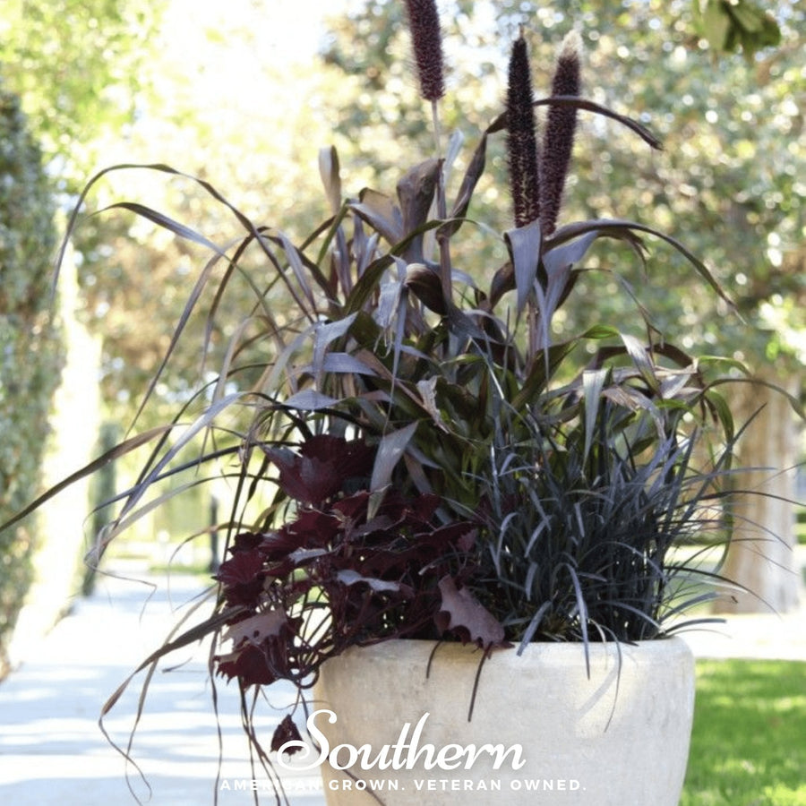 Purple Majesty Millet