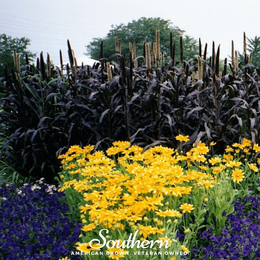 Purple Majesty Millet