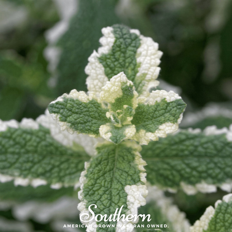 Pineapple Mint