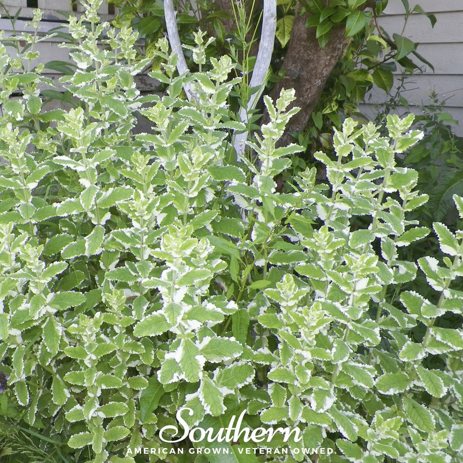 Pineapple Mint