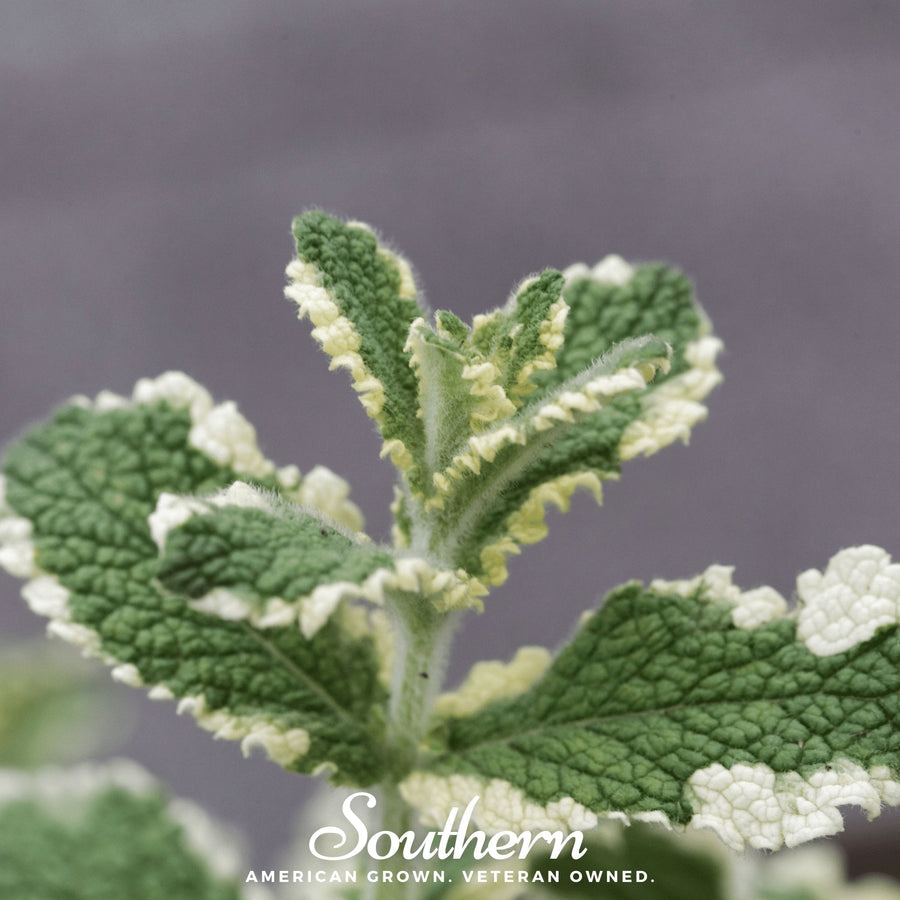Pineapple Mint