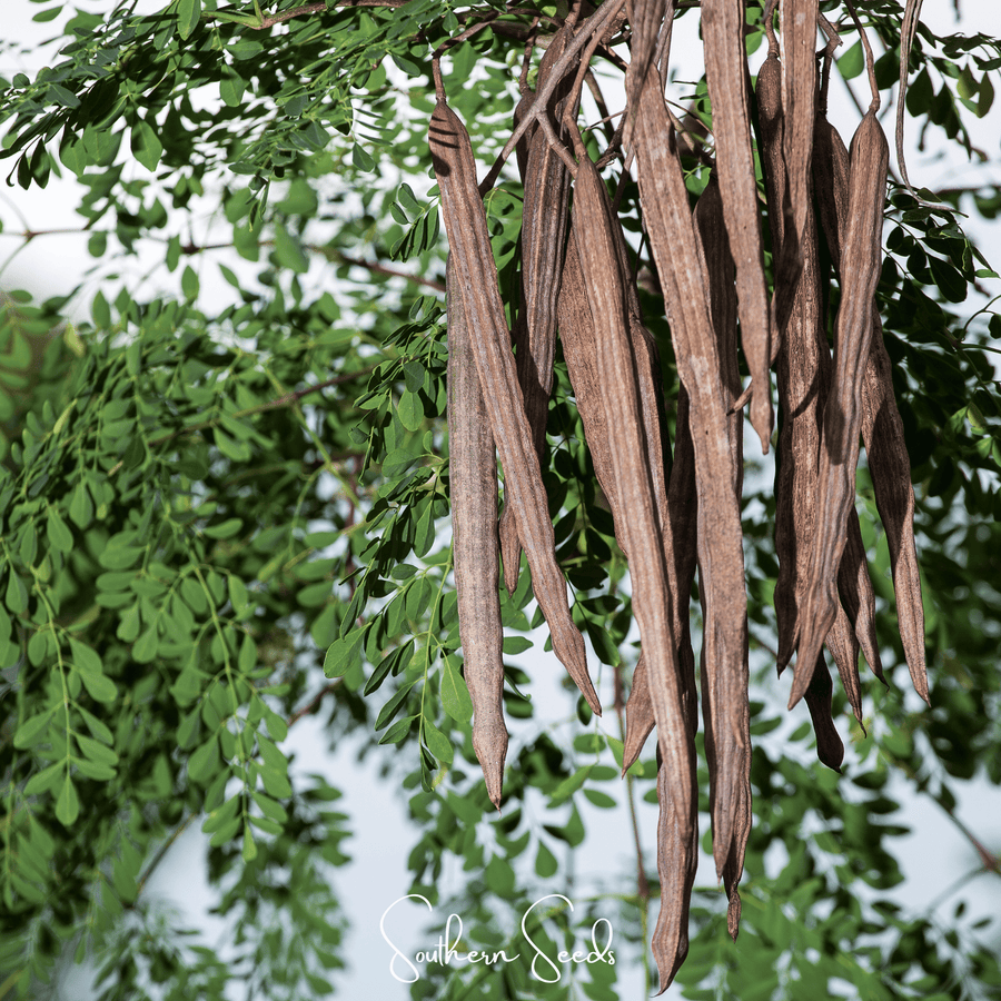 Moringa Seeds for Planting – Moringa oleifera, 10 Seeds