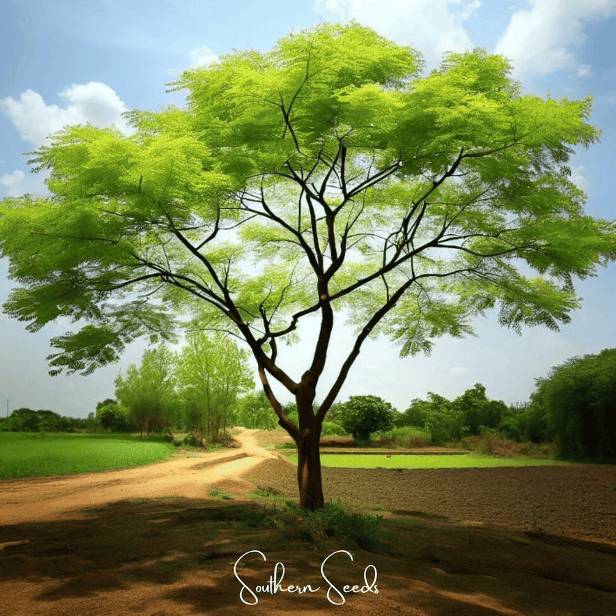 Moringa Seeds for Planting – Moringa oleifera, 10 Seeds