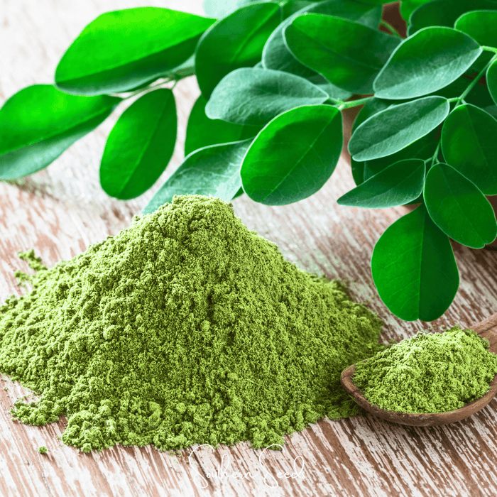 Moringa Seeds for Planting – Moringa oleifera, 10 Seeds