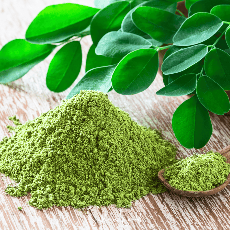 Moringa Seeds for Planting – Moringa oleifera, 10 Seeds