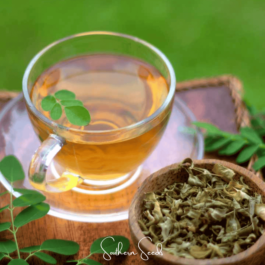 Moringa Seeds for Planting – Moringa oleifera, 10 Seeds