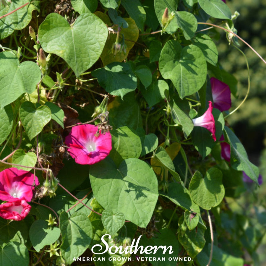 Scarlett O’Hara Morning Glory