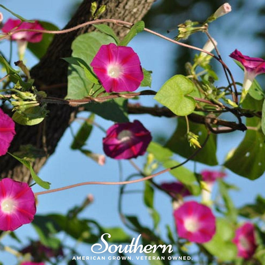 Scarlett O’Hara Morning Glory