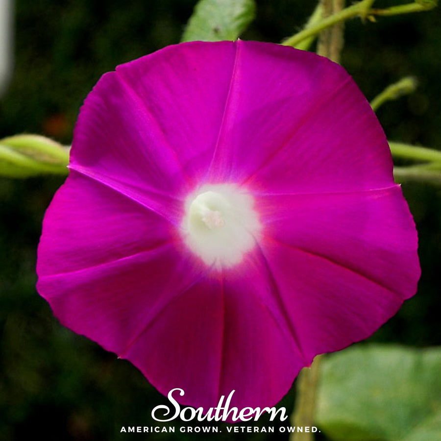 Scarlett O’Hara Morning Glory