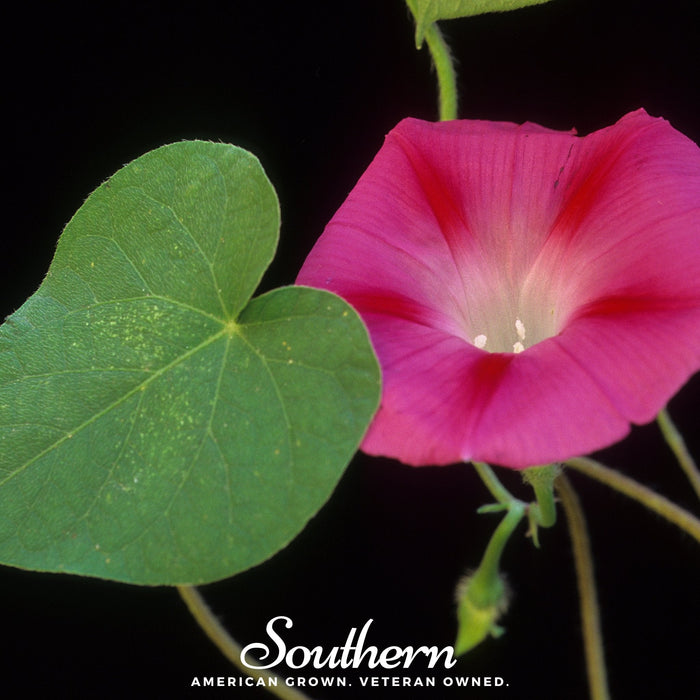 Scarlett O’Hara Morning Glory