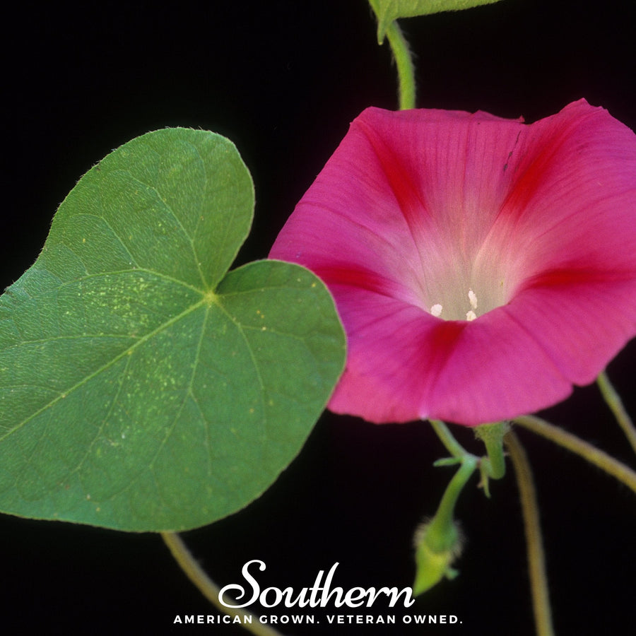 Scarlett O’Hara Morning Glory