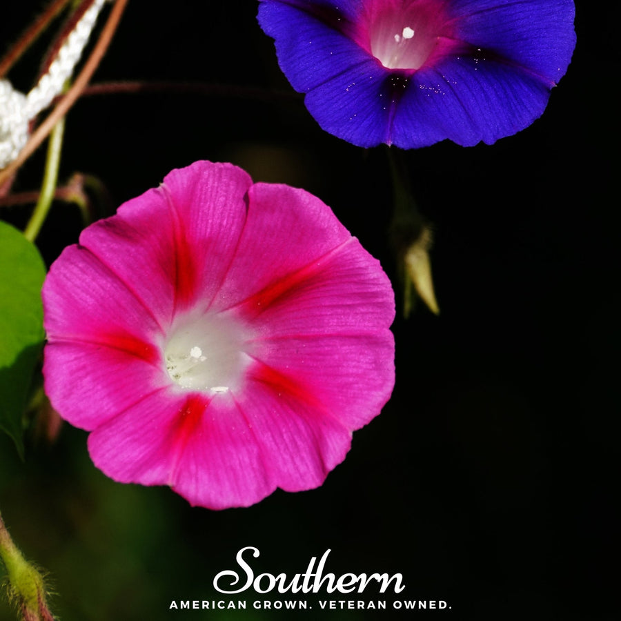 Scarlett O’Hara Morning Glory