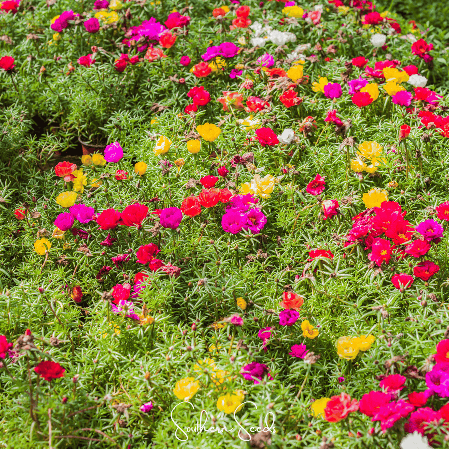 Moss Rose Mix – 250 Seeds