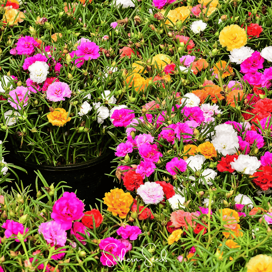Moss Rose Mix – 250 Seeds
