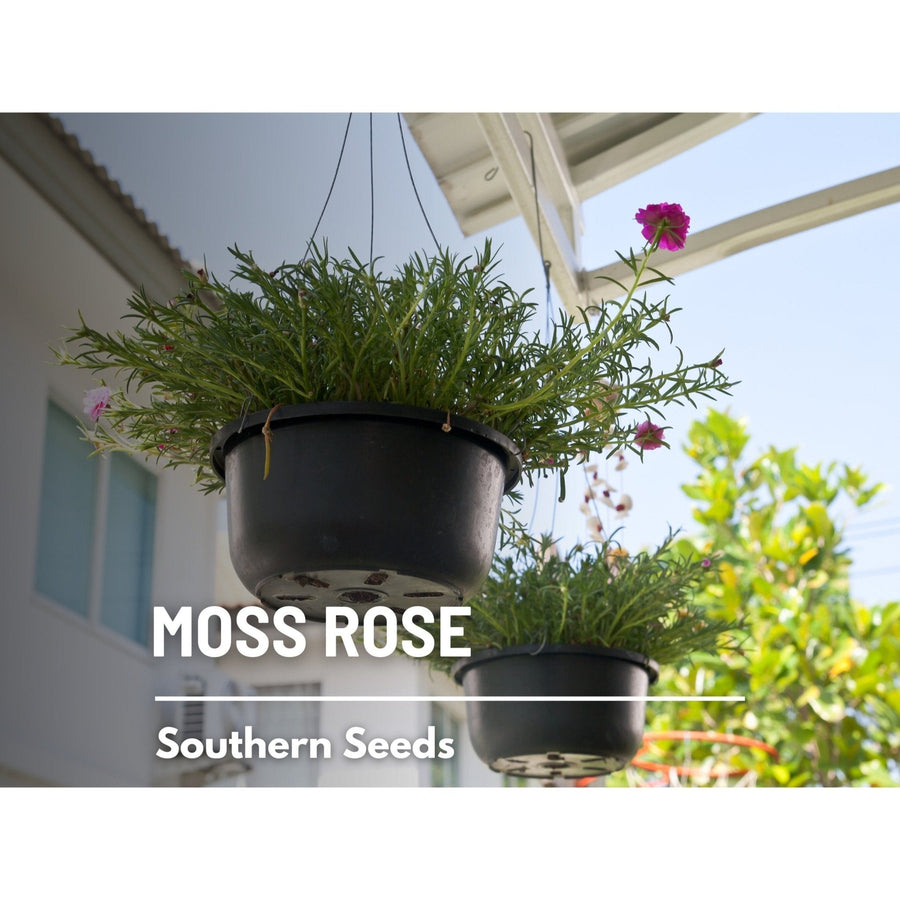 Pink Moss Rose – 250 Seeds